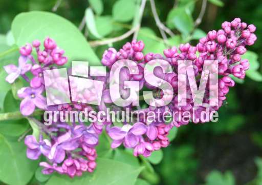 Fliederblueten-lila-2.jpg